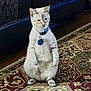 Remi Belvin is registered to the contest to win money with this photo: cat, indoor, carpet, patterned_rug, pet, feline, collar, tag, fur, animal, curious, sitting, floor, home, domestic, quiet, cute, whiskers, ears, paws