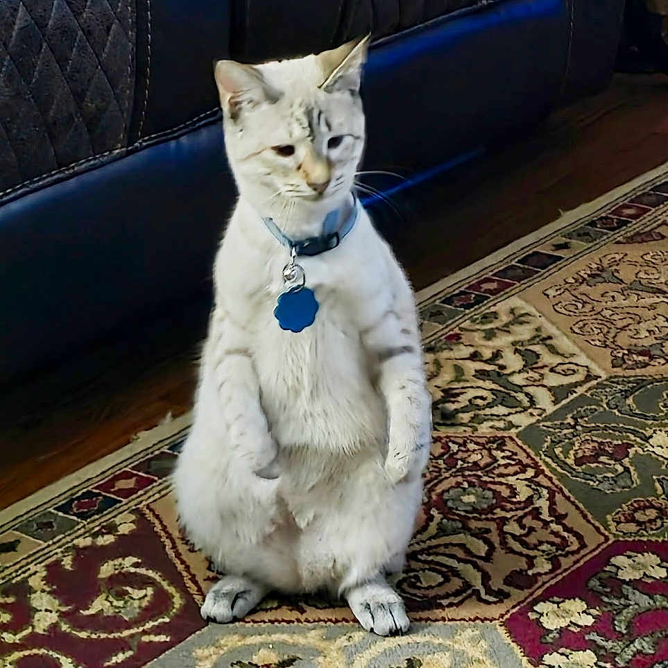 Remi Belvin is registered to the contest to win money with this photo: animal, carpet, cat, collar, curious, cute, domestic, ears, feline, floor, fur, home, indoor, patterned_rug, paws, pet, quiet, sitting, tag, whiskers