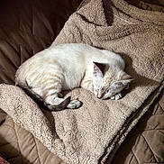 Remi Belvin is registered to the contest to win money with this photo: cat, sleeping, blanket, brown, beige, cozy, pet, fur, resting, indoor, quilted, texture, animal, cute, domestic, quiet, calm, feline, comfort, nap