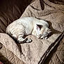 animal, beige, blanket, brown, calm, cat, comfort, cozy, cute, domestic, feline, fur, indoor, nap, pet, quiet, quilted, resting, sleeping, texture