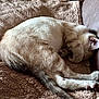Remi Belvin is registered to the contest to win money with this photo: cat, sleeping, paw, blanket, cozy, fur, tail, indoor, relaxing, cute, pet, animal, resting, couch, domestic, feline, soft, texture, covering_face, napping