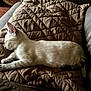 Remi Belvin joined the competition — help win amazing prizes! kitten, cat, sleeping, nap, blanket, quilted, brown, couch, furniture, indoor, pet, animal, fur, relaxing, cozy, side_view, whiskers, paw, young, domestic_cat