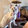 armrest, bed, bell, blanket, cat, collar, couch, cozy, cup, curious, domestic_animal, feline, fur, furniture, indoor, lamp, living_room, pet, seated, whiskers