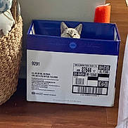 Remi Belvin joined the competition — help win amazing prizes! animal, basket, box, brush, cardboard_box, cat, container, cozy, curious, domestic, feline, flooring, head, hidden, home, indoor, peeking, pet, small, wooden_floor