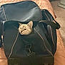 animal, bed, carpet, cat, curious, domestic, duffel_bag, fabric, face, furniture, handle, head, indoor, luggage, pet, resting, room, travel, wheels, zipper
