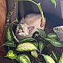 animal, background, cat, closeup, cozy, curious, domestic_cat, feline, green_leaves, hiding, home, indoor, leaf, nature, pet, plant, potted_plant, relaxing, shade, soil