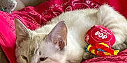 Remi Belvin is registered to the contest to win money with this photo: cat, sleeping, toy, blanket, red, cozy, indoor, pet, cute, fur, relaxed, animal, quilt, comfort, resting, closeup, domestic, whiskers, ear, soft