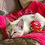 animal, blanket, cat, closeup, comfort, cozy, cute, domestic, ear, fur, indoor, pet, quilt, red, relaxed, resting, sleeping, soft, toy, whiskers