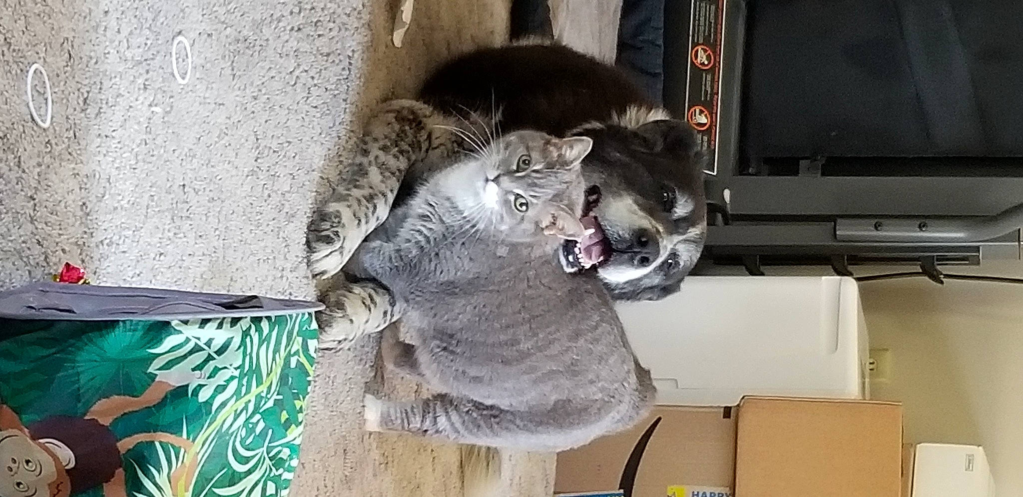 Baloo is registered to the contest to win money with this photo: carnivore, cat, computer_keyboard, computer_monitor, domestic_short_haired_cat, felidae, fur, grey, russian_blue, small_to_medium_sized_cats, snout, tail, whiskers