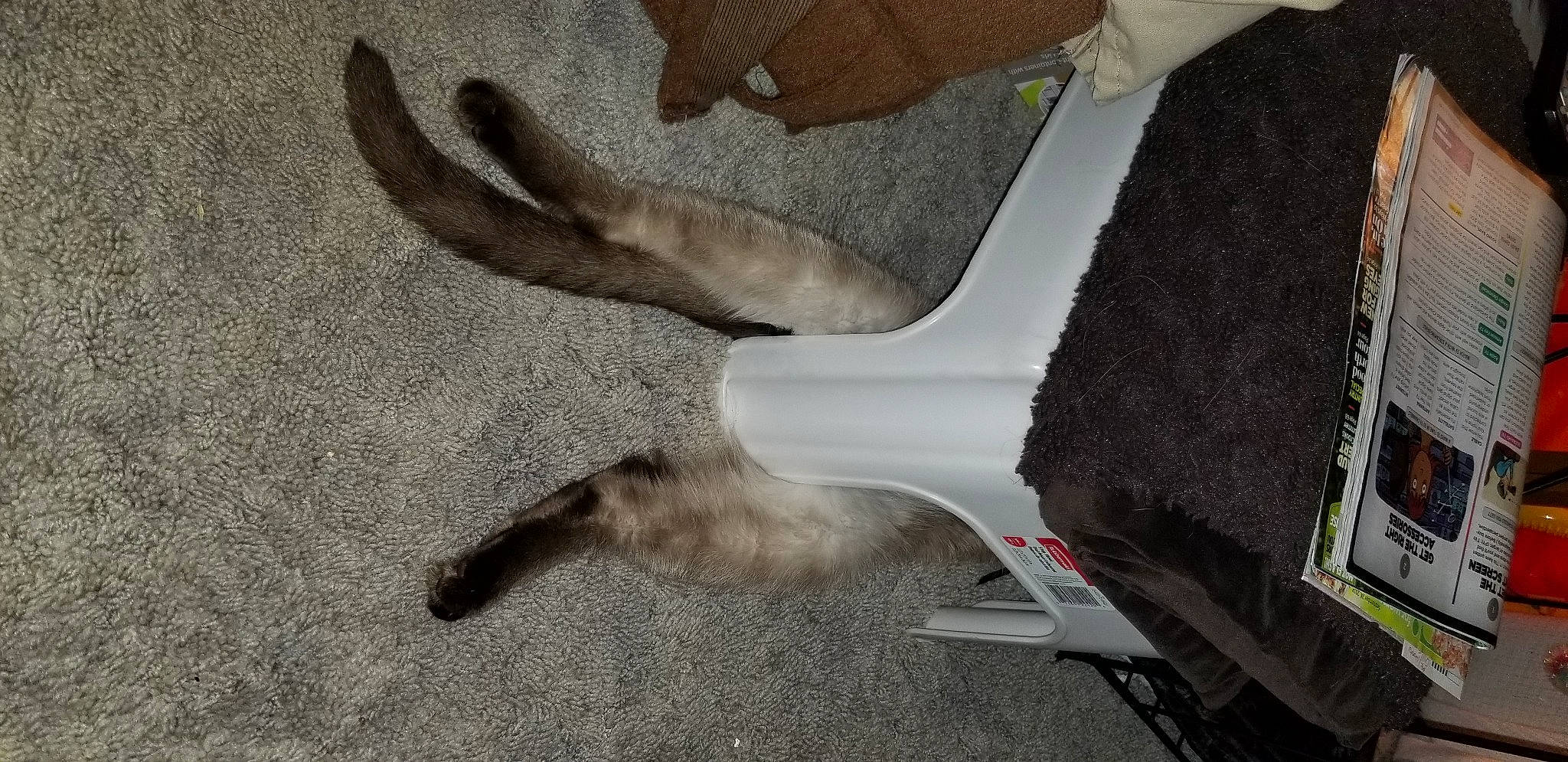 Dusty is registered to the contest to win money with this photo: claw, fawn, finger, hand, tail