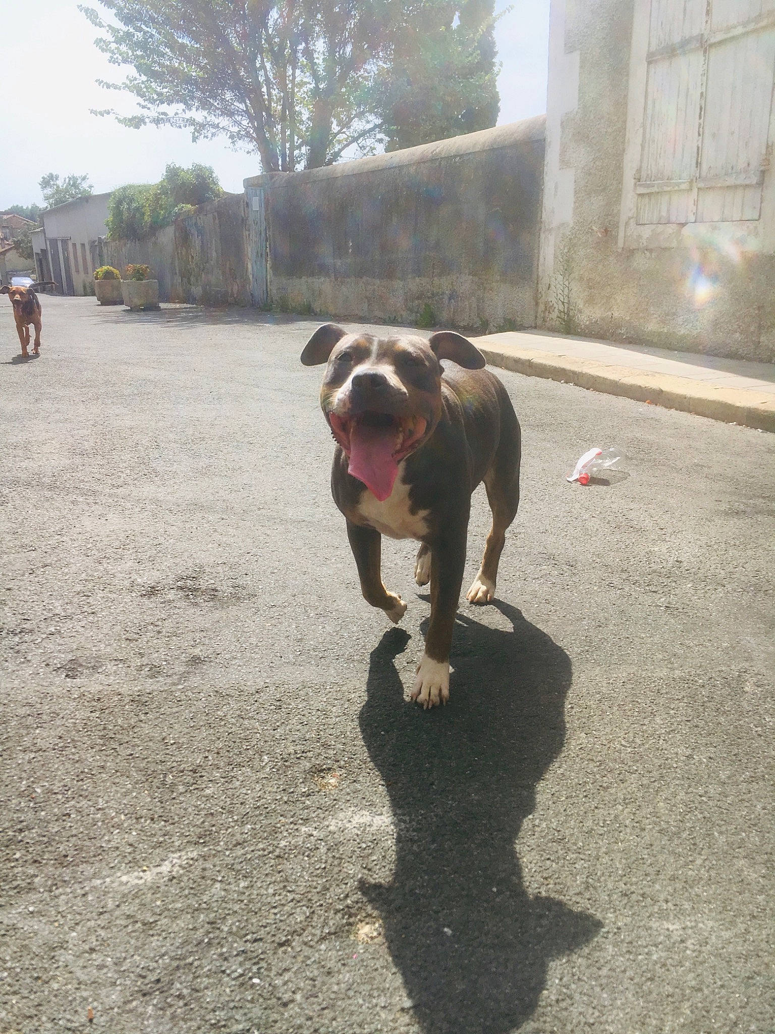 Koba a rejoint le concours — aidez-le/la à gagner de superbes lots ! american_bulldog, american_pit_bull_terrier, canidae, carnivore, companion_dog, dog, dog_breed, dog_walking, fawn, mammal, non_sporting_group, olde_english_bulldogge, pit_bull, snout, sporting_group, street_dog, tail