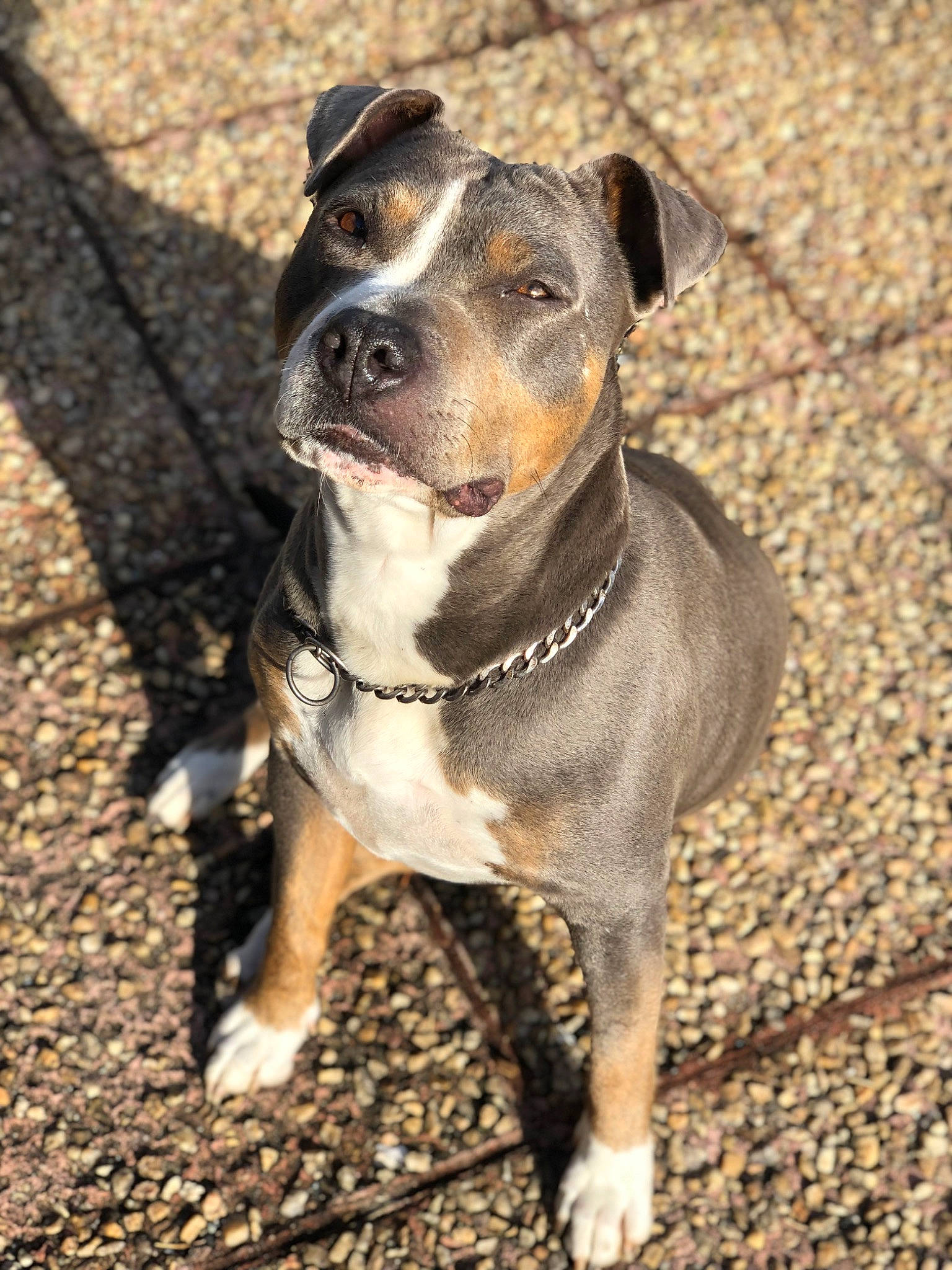 Koba participe au concours pour gagner de l'argent avec cette photo : ancient_dog_breeds, canidae, carnivore, collar, companion_dog, dog, dog_breed, dog_collar, fawn, guard_dog, hunting_dog, leash, non_sporting_group, pet_supply, snout, sporting_group, whiskers, working_animal, working_dog