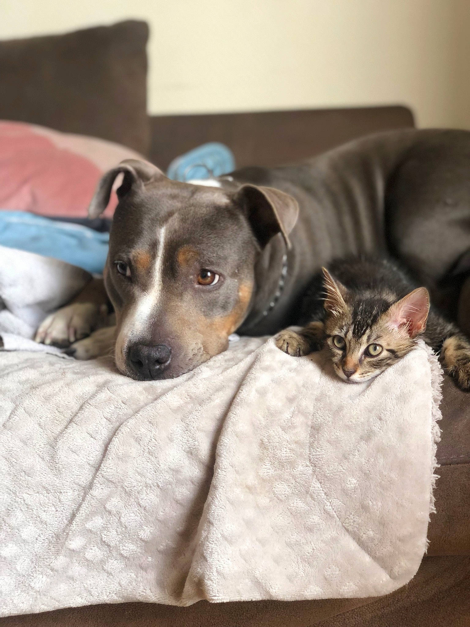 Koba a rejoint le concours — aidez-le/la à gagner de superbes lots ! canidae, carnivore, cat, comfort, companion_dog, couch, dog, dog_breed, fawn, felidae, fur, grey, linens, rampur_greyhound, sighthound, snout, sporting_group, terrestrial_animal, whiskers, working_animal