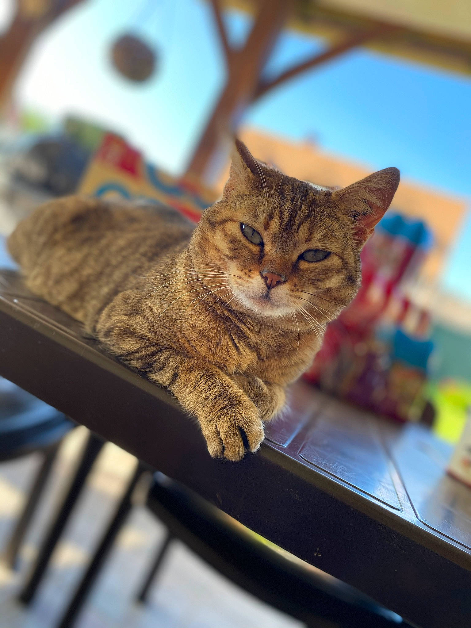 Chipy a rejoint le concours — aidez-le/la à gagner de superbes lots ! carnivore, cat, claw, domestic_short_haired_cat, fawn, felidae, fur, mammal, plant, sitting, small_to_medium_sized_cats, snout, tree, vertebrate, whiskers, wildlife, window, wood