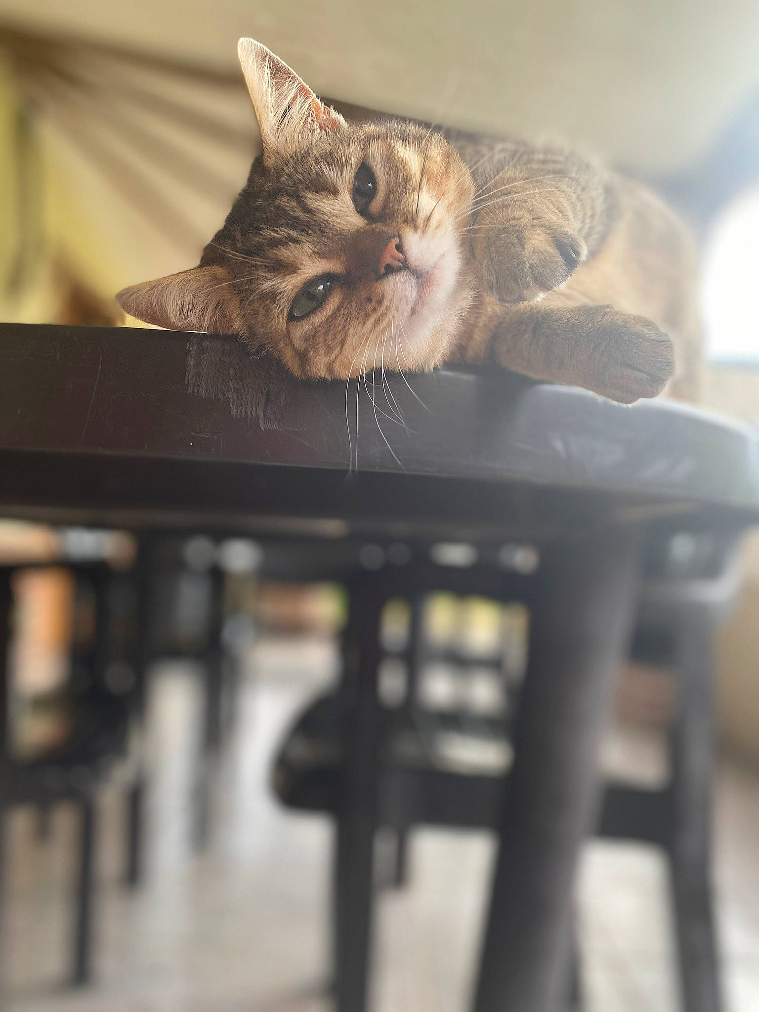 Chipy participe au concours pour gagner de l'argent avec cette photo : carnivore, cat, claw, comfort, domestic_short_haired_cat, eye, felidae, fur, metal, paw, room, sitting, small_to_medium_sized_cats, table, tail, whiskers, wildlife, window, wood