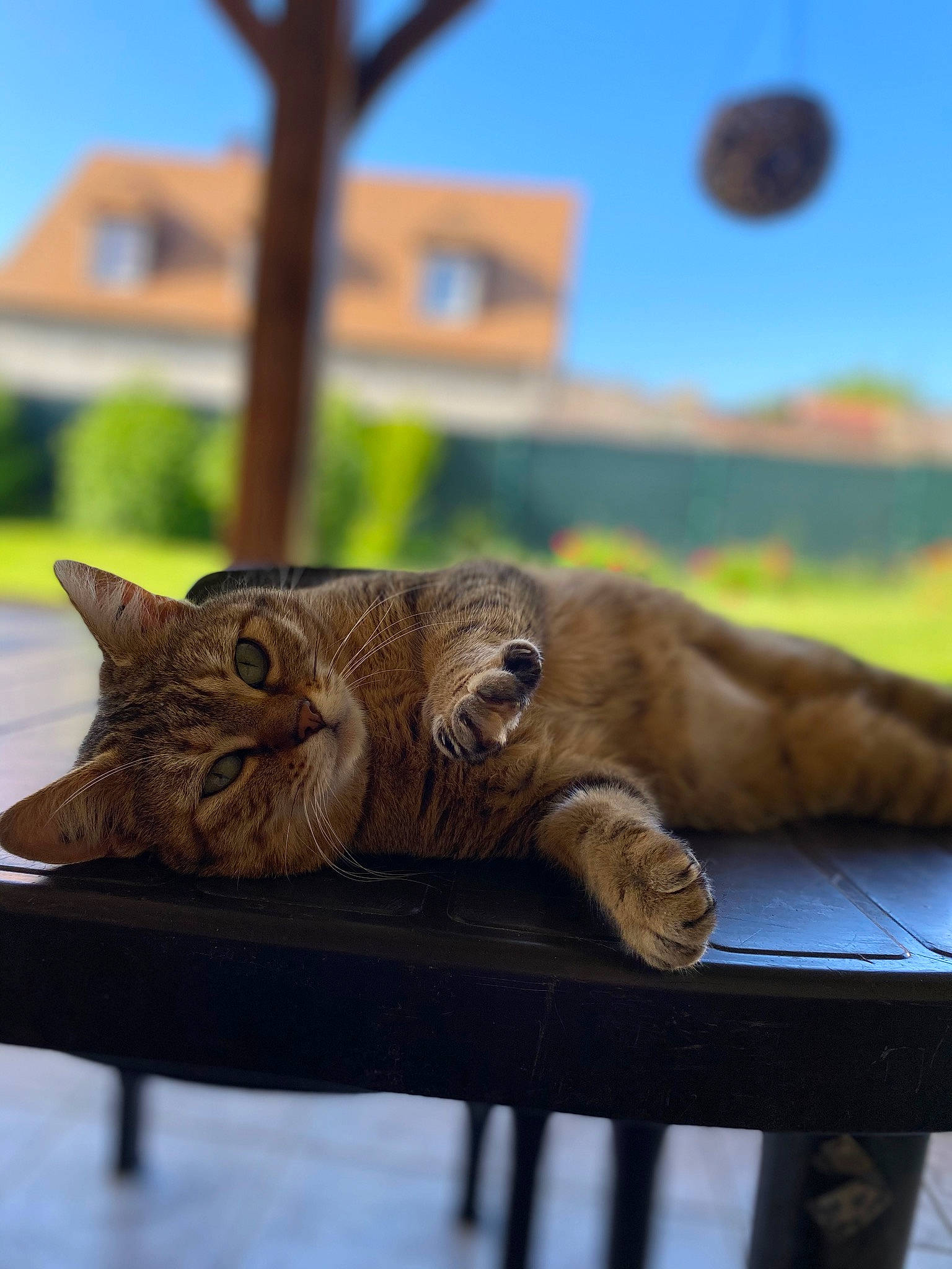 Chipy participe au concours pour gagner de l'argent avec cette photo : art, carnivore, cat, claw, domestic_short_haired_cat, fawn, felidae, fur, grass, plant, sitting, sky, small_to_medium_sized_cats, snout, tail, terrestrial_animal, tree, whiskers, wildlife, wood