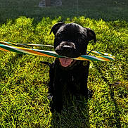 Blake participe au concours pour gagner de l'argent avec cette photo : dog, puppy, black_dog, pet, animal, sitting, grass, outdoor, backyard, toy, stick, colorful, striped, tongue_out, happy, playful, sunlight, fence, lawn, portrait