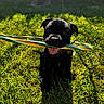 dog, puppy, black_dog, pet, animal, sitting, grass, outdoor, backyard, toy, stick, colorful, striped, tongue_out, happy, playful, sunlight, fence, lawn, portrait