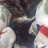 Mimi participe au concours pour gagner de l'argent avec cette photo : kitten, cat, sleeping, blanket, cozy, fur, whiskers, cute, pet, animal, black_and_white, indoor, closeup, resting, snug, soft, comfort, nap, young, domestic_cat
