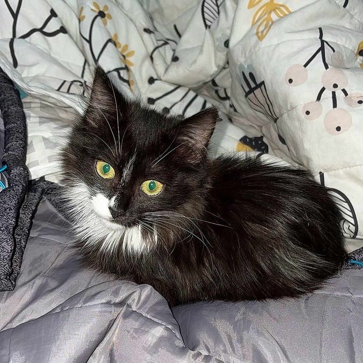 Mimi a rejoint le concours — aidez-le/la à gagner de superbes lots ! cat, animal, pet, feline, black_and_white, green_eyes, fur, whiskers, bed, blanket, quilt, pattern, cozy, indoor, resting, cute, looking, lying_down, domestic, small_animal