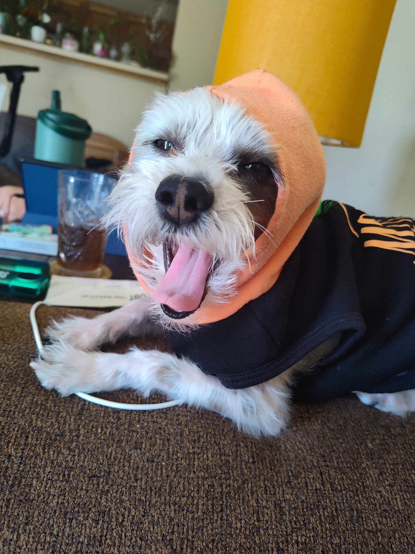 Max is registered to the contest to win money with this photo: dog, yawning, hood, black_clothing, white_fur, indoor, couch, lamp, table, glass, houseplant, furniture, pet, relaxed, tongue, paw, cozy, background, home, domestic