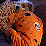 Max joined the competition — help win amazing prizes! dog, sleeping, pajamas, orange, halloween, skull, bat, black_cat, leopard_print, pillow, cozy, pet, cute, fur, resting, indoors, animal, snuggle, clothing, relaxation