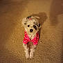 dog, small_dog, pet, pink_sweater, polka_dot, carpet, indoor, cute, fur, lying_down, looking_up, shadow, animal, domestic_animal, companion, adorable, cozy, home, mammal, front_legs
