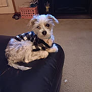 Max is registered to the contest to win money with this photo: dog, small_dog, pet, fur, sweater, black_and_white, leather, ottoman, carpet, living_room, crate, entertainment_center, home_interior, curious, cozy, furniture, indoor, cute, animal, companion