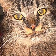 Fluffy is registered to the contest to win money with this photo: alert, animal, cat, close_up, curious, cute, domestic_cat, face, feline, fur, indoors, mammal, mustache, nose, pet, portrait, tabby, whiskers, yellow_eyes