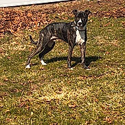 Dil is registered to the contest to win money with this photo: alert, animal, backyard, brindle, canine, collar, daytime, dog, domestic_animal, fence, grass, leaves, mammal, nature, outdoor, pet, playful, standing, sunlight, yard