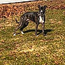 alert, animal, backyard, brindle, canine, collar, daytime, dog, domestic_animal, fence, grass, leaves, mammal, nature, outdoor, pet, playful, standing, sunlight, yard