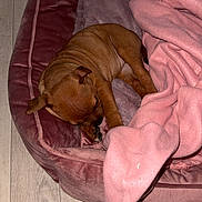 Venus a rejoint le concours — aidez-le/la à gagner de superbes lots ! animal, blanket, brown, comfort, cozy, cute, dog, dog_bed, floor, fur, home, indoor, pet, pink, puppy, relaxed, resting, sleeping, small, soft