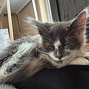 Mitsy joined the competition — help win amazing prizes! kitten, cat, sleeping, gray, white, fluffy, whiskers, fur, closeup, indoor, resting, cozy, cute, pet, animal, paw, relaxed, soft, domestic, feline