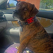 Bruno joined the competition — help win amazing prizes! animal, brick_building, brindle, car_interior, collar, cushion, daytime, dog, ears, fur, leash, looking_back, paw, pet, seat, seatbelt, side_mirror, snout, sunlight, window