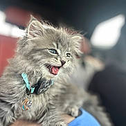 Alexei joined the competition — help win amazing prizes! adorable, animal, blue_eyes, cat, closeup, collar, cute, domestic_cat, feline, fluffy, furry, happy, indoor, kitten, pet, playful, portrait, smiling, soft_focus, young