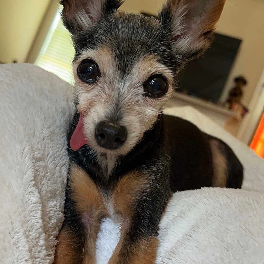 Romeo is registered to the contest to win money with this photo: animal, bed, bedroom, canine, chihuahua, computerhardware, couch, cushion, dog, electronics, furniture, hardware, indoors, monitor, pet, puppy, room, screen, terrier, tv