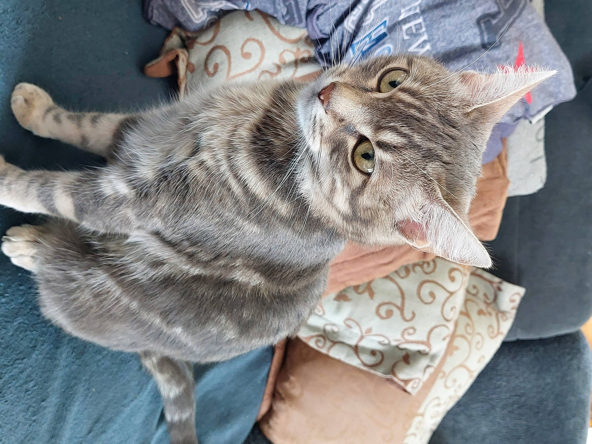 Skye participe au concours pour gagner de l'argent avec cette photo : carnivore, cat, claw, comfort, domestic_short_haired_cat, eye, felidae, fur, grey, nap, paw, sleep, small_to_medium_sized_cats, snout, tail, whiskers