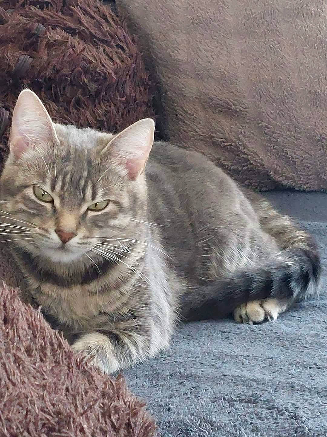 Skye a rejoint le concours — aidez-le/la à gagner de superbes lots ! carnivore, cat, domestic_short_haired_cat, felidae, fur, grey, paw, sitting, small_to_medium_sized_cats, snout, tail, terrestrial_animal, tree, whiskers, wildlife, window