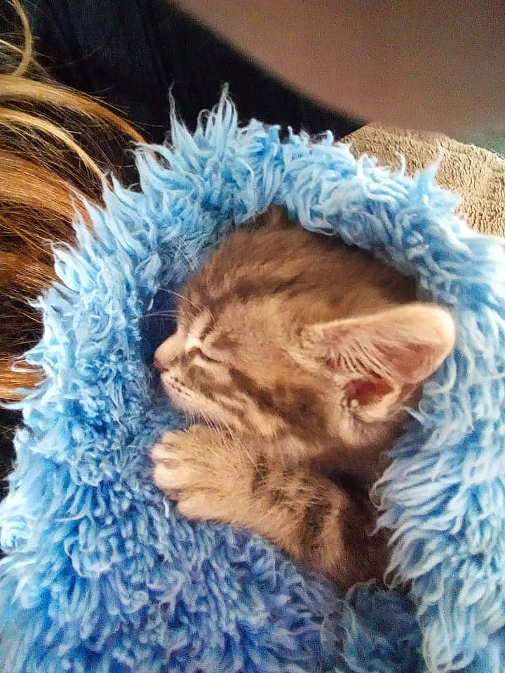 Skye a rejoint le concours — aidez-le/la à gagner de superbes lots ! carnivore, cat, claw, comfort, electric_blue, event, fawn, felidae, fur, fur_clothing, nap, organism, paw, plant, sleep, small_to_medium_sized_cats, snout, tail, whiskers, wildlife