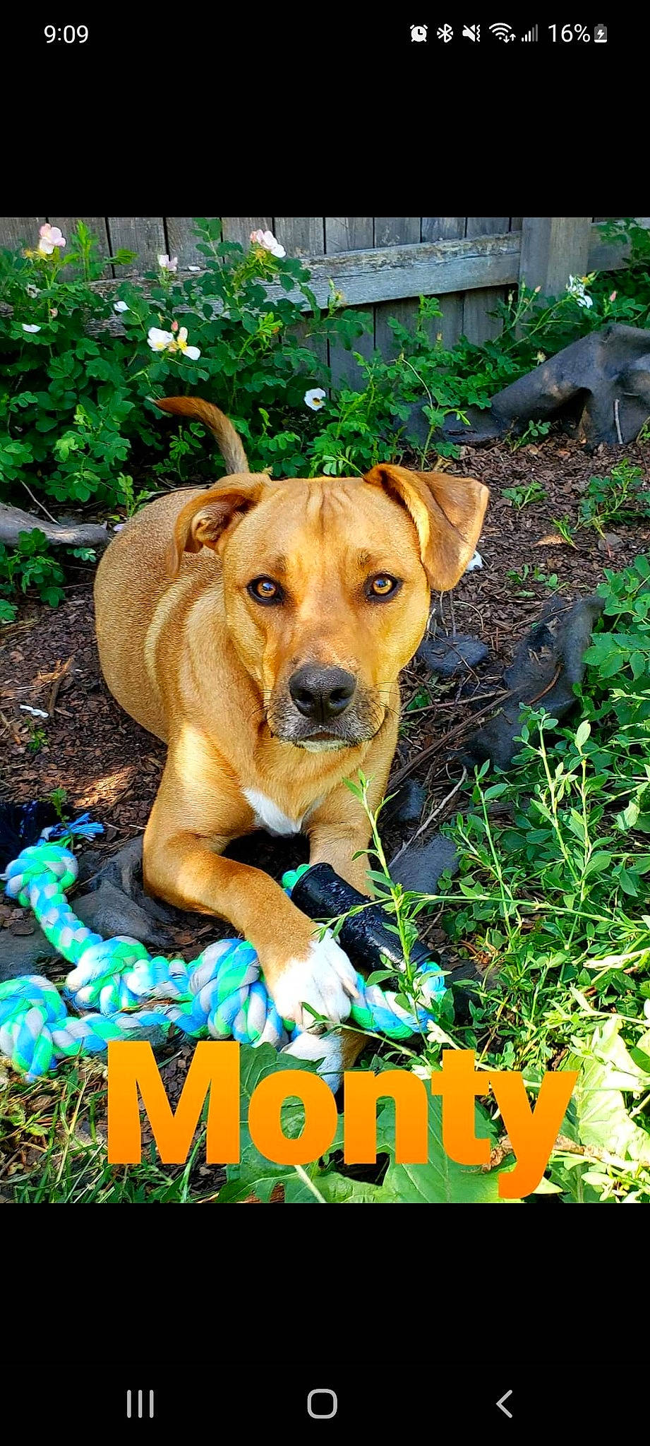 Monty is registered to the contest to win money with this photo: carnivore, companion_dog, dog, dog_breed, fawn, font, grass, groundcover, happy, logo, photo_caption, plant, poster, snout, terrestrial_animal, tree, whiskers, wildlife, working_animal, working_dog