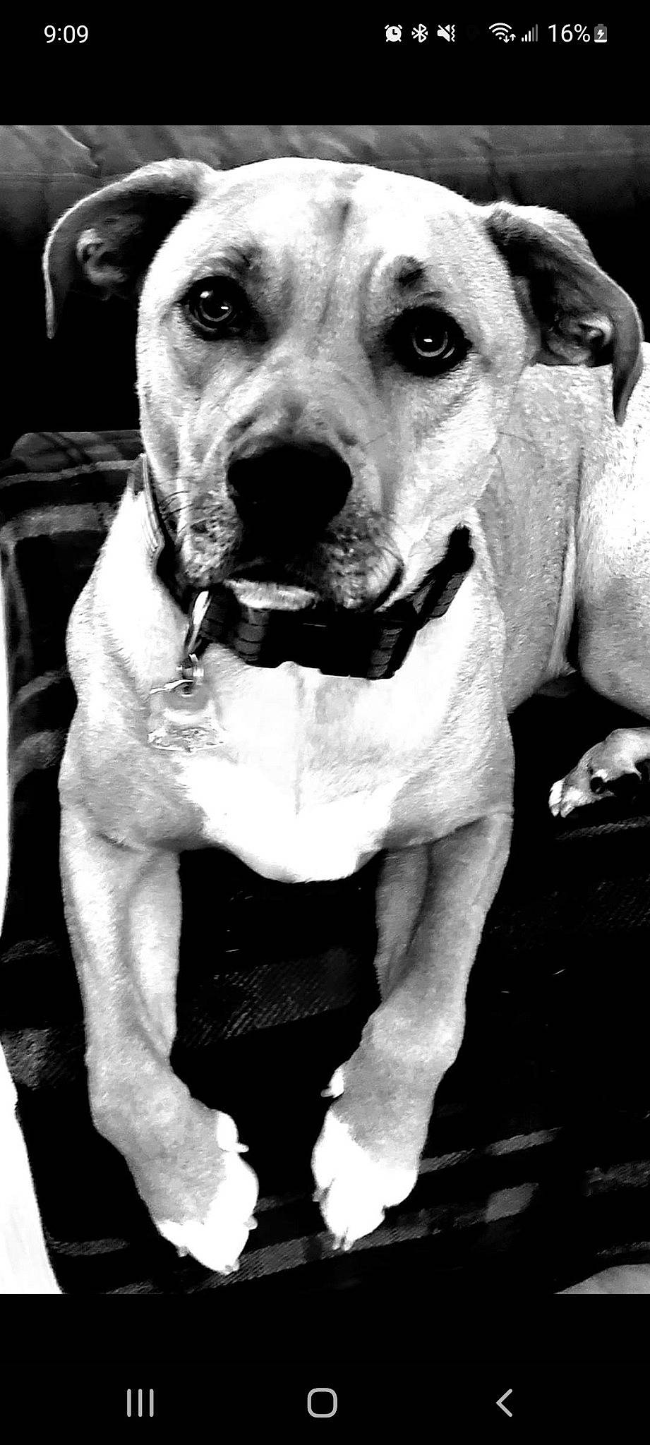 Monty joined the competition — help win amazing prizes! black, black_and_white, carnivore, collar, companion_dog, dog, dog_breed, dog_collar, fawn, fur, monochrome, monochrome_photography, organ, photograph, snout, stock_photography, style, whiskers, white, working_animal