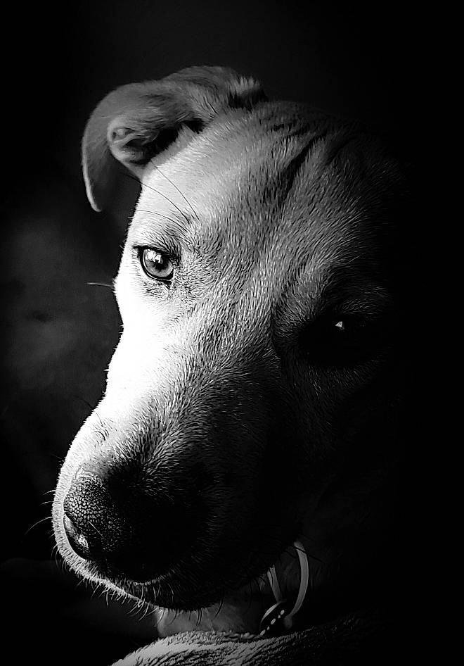 Monty joined the competition — help win amazing prizes! aspin, black, black_and_white, canidae, carnivore, close_up, dog, dog_breed, ear, eye, head, monochrome, monochrome_photography, nose, photography, puppy, snout, sporting_group, street_dog, whiskers