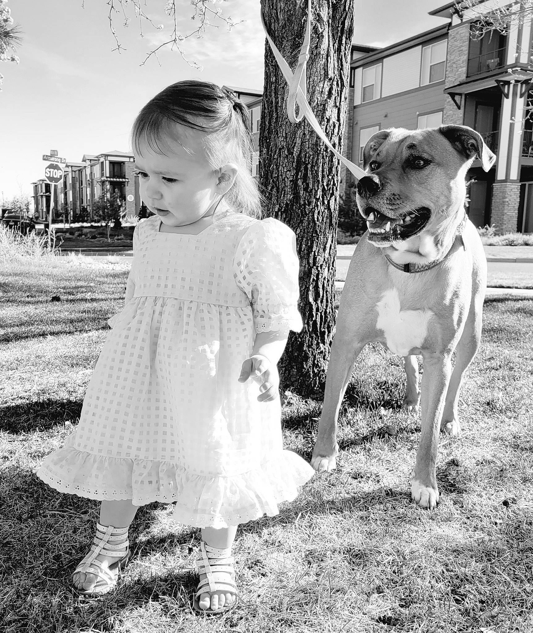 Monty joined the competition — help win amazing prizes! black_and_white, carnivore, collar, companion_dog, dog, dog_breed, fawn, grass, happy, monochrome, people_in_nature, photograph, plant, sky, snout, standing, style, tree, white, working_animal