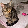 cat, tabby, pet, animal, sitting, portrait, indoor, blanket, pink_blanket, curtains, food_bowl, cat_food, toy_mouse, floor, wood_floor, home, cozy, whiskers, yellow_eyes, striped_fur