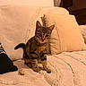 Perle participe au concours pour gagner de l'argent avec cette photo : cat, kitten, tabby, pet, animal, sitting, portrait, whiskers, ears, tail, fur, indoors, sofa, couch, pillow, blanket, cozy, home, warm_lighting, cute