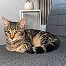 Perle participe au concours pour gagner de l'argent avec cette photo : cat, tabby, kitten, pet, animal, feline, striped_fur, green_eyes, sitting, lounging, chair, furniture, indoors, living_room, houseplant, radiator, artwork, portrait, cozy, alert