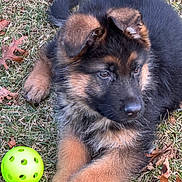 Jagger is registered to the contest to win money with this photo: animal, autumn_leaves, canine, cute, dog, fall, fur, german_shepherd, grass, green_ball, leaf, mammal, nature, outdoor, pet, playful, puppy, resting, side_view, young_animal