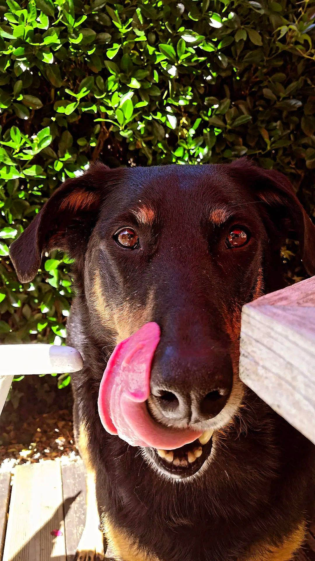 Youna participe au concours pour gagner de l'argent avec cette photo : borador, canidae, carnivore, collar, companion_dog, dog, dog_breed, dog_collar, fawn, fur, labrador_retriever, liver, pet_supply, plant, retriever, snout, sporting_group, whiskers, working_animal, working_dog