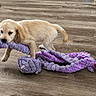 puppy, dog, toy, plush_toy, floor, wooden_floor, pet, indoor, playful, cute, animal, young_dog, pet_toy, light_fur, chewing, small_dog, domestic_animal, playtime, canine, pet_play