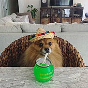 Tucker joined the competition — help win amazing prizes! dog, sombrero, drink, can, straw, woven_chair, living_room, sofa, cushion, plant, table, furniture, pet, cute, fluffy, brown_fur, indoor, drink_can, funny, hat